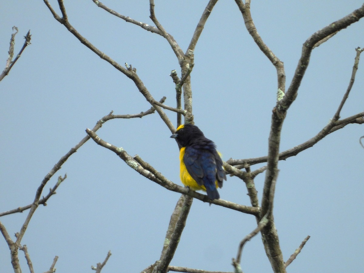 Scrub Euphonia - ML620776525