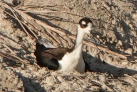 Black-necked Stilt - ML620776530