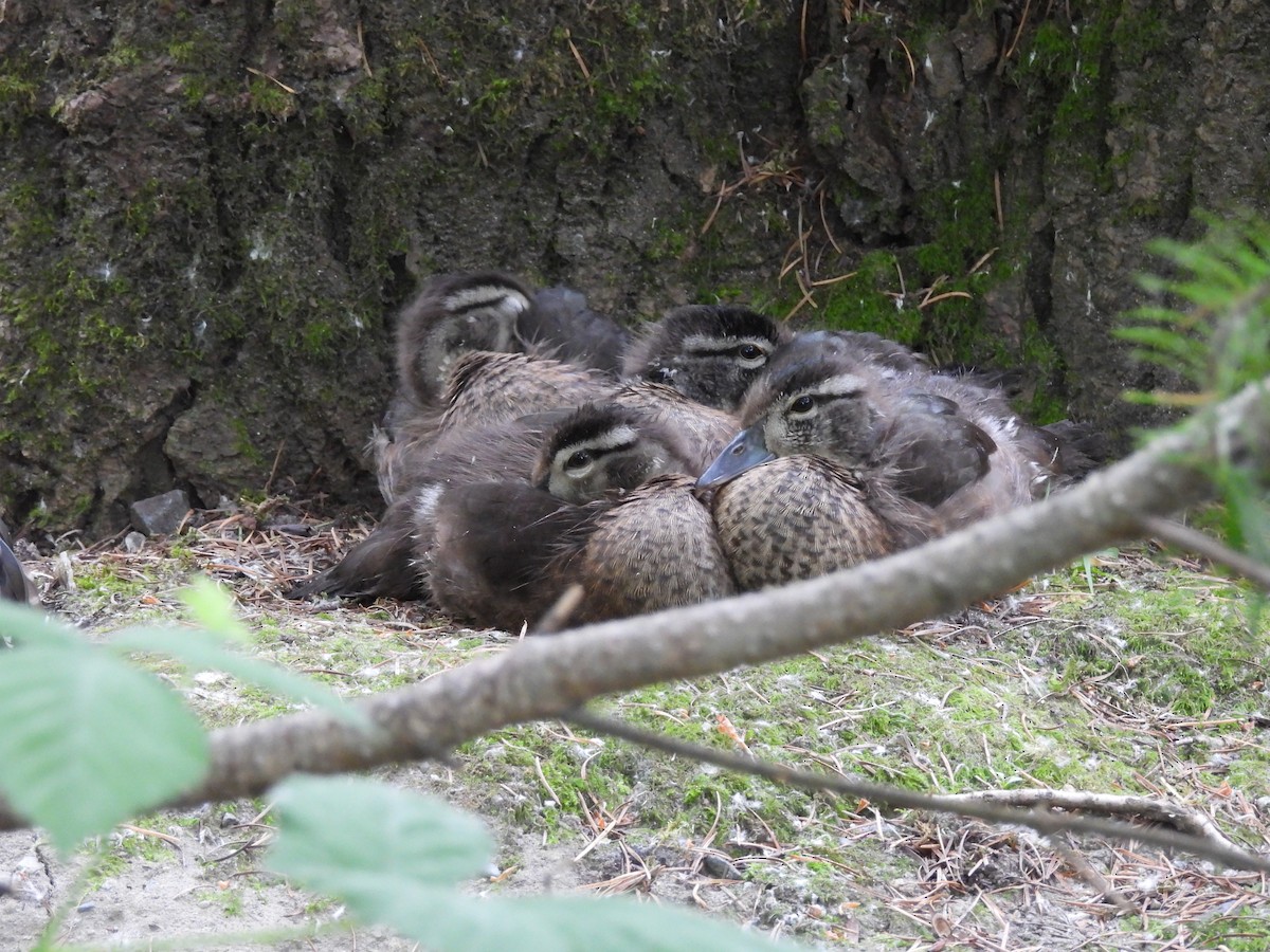 Wood Duck - ML620776534