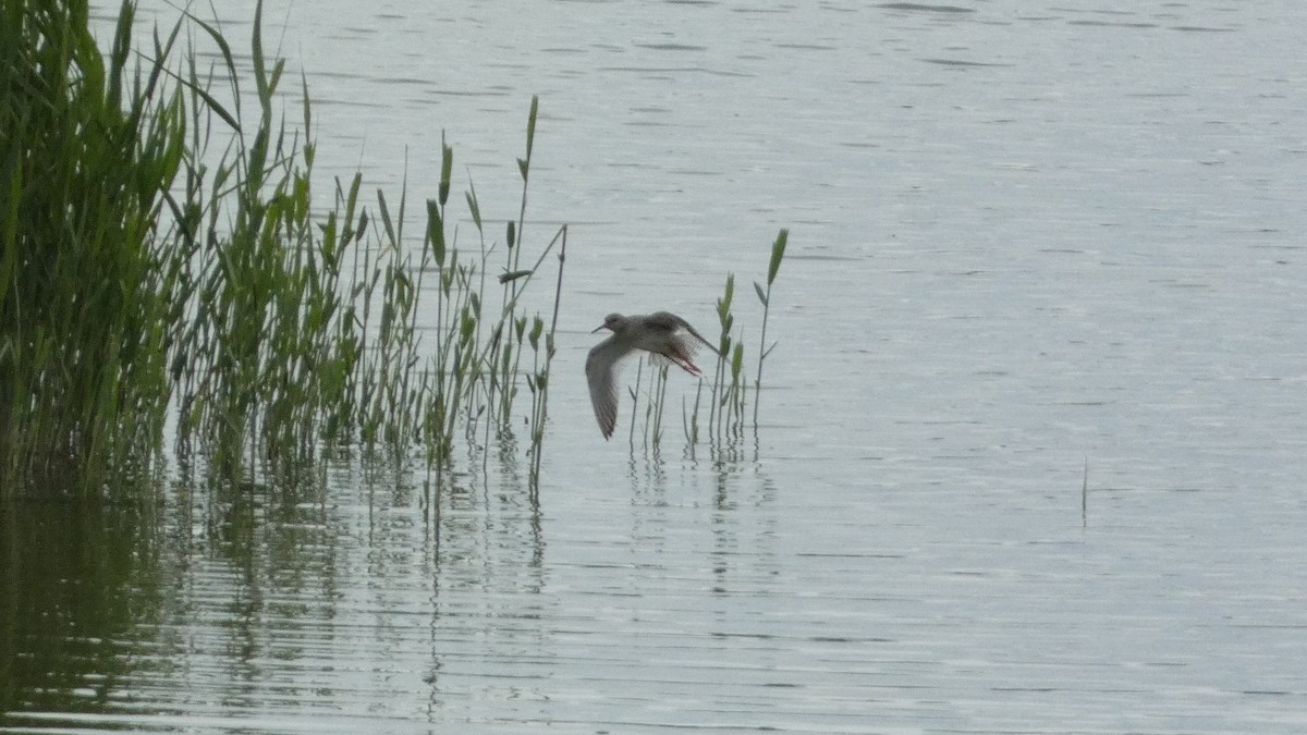 Common Redshank - ML620776537