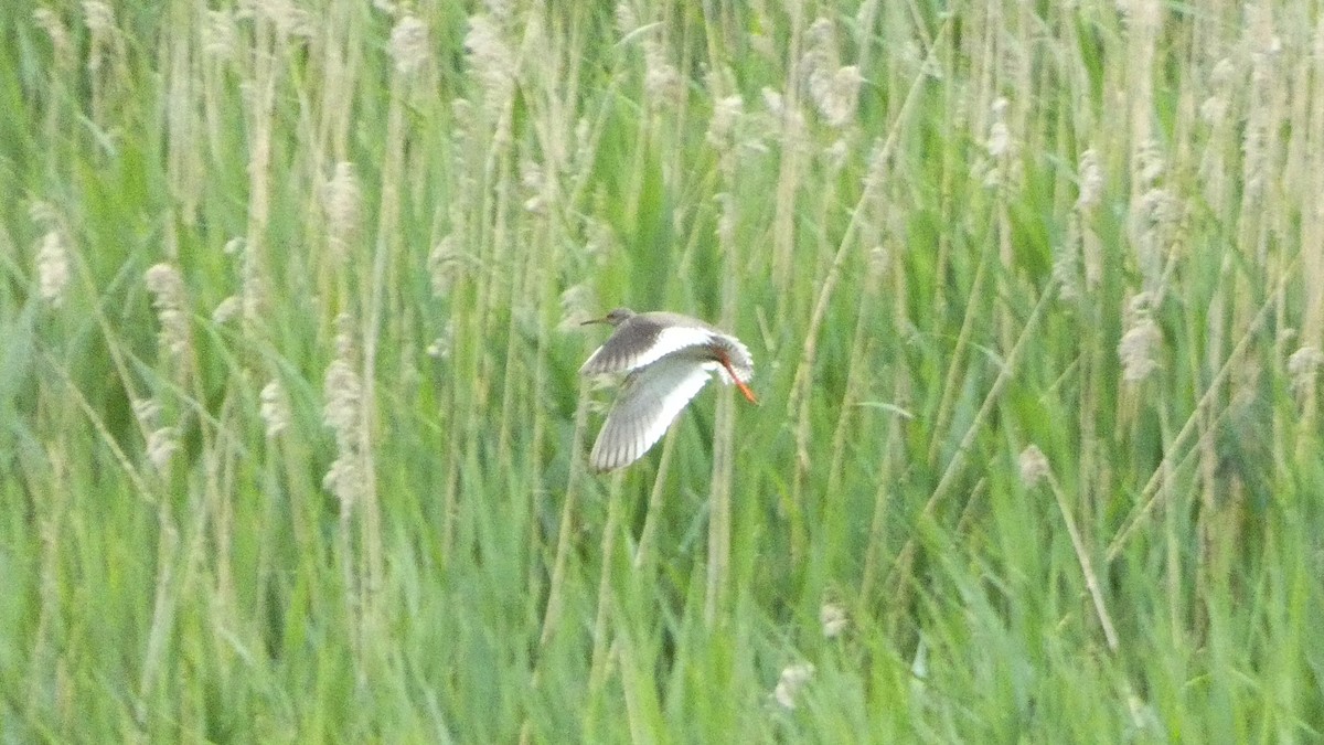 Common Redshank - ML620776538