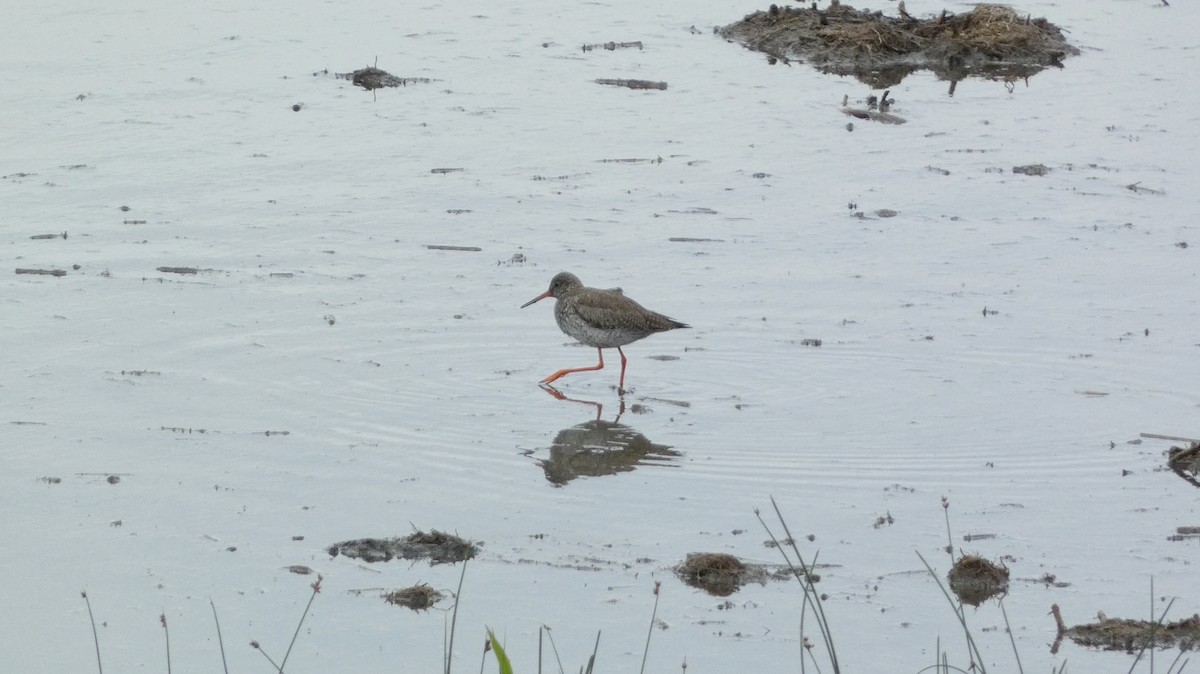 Common Redshank - ML620776539