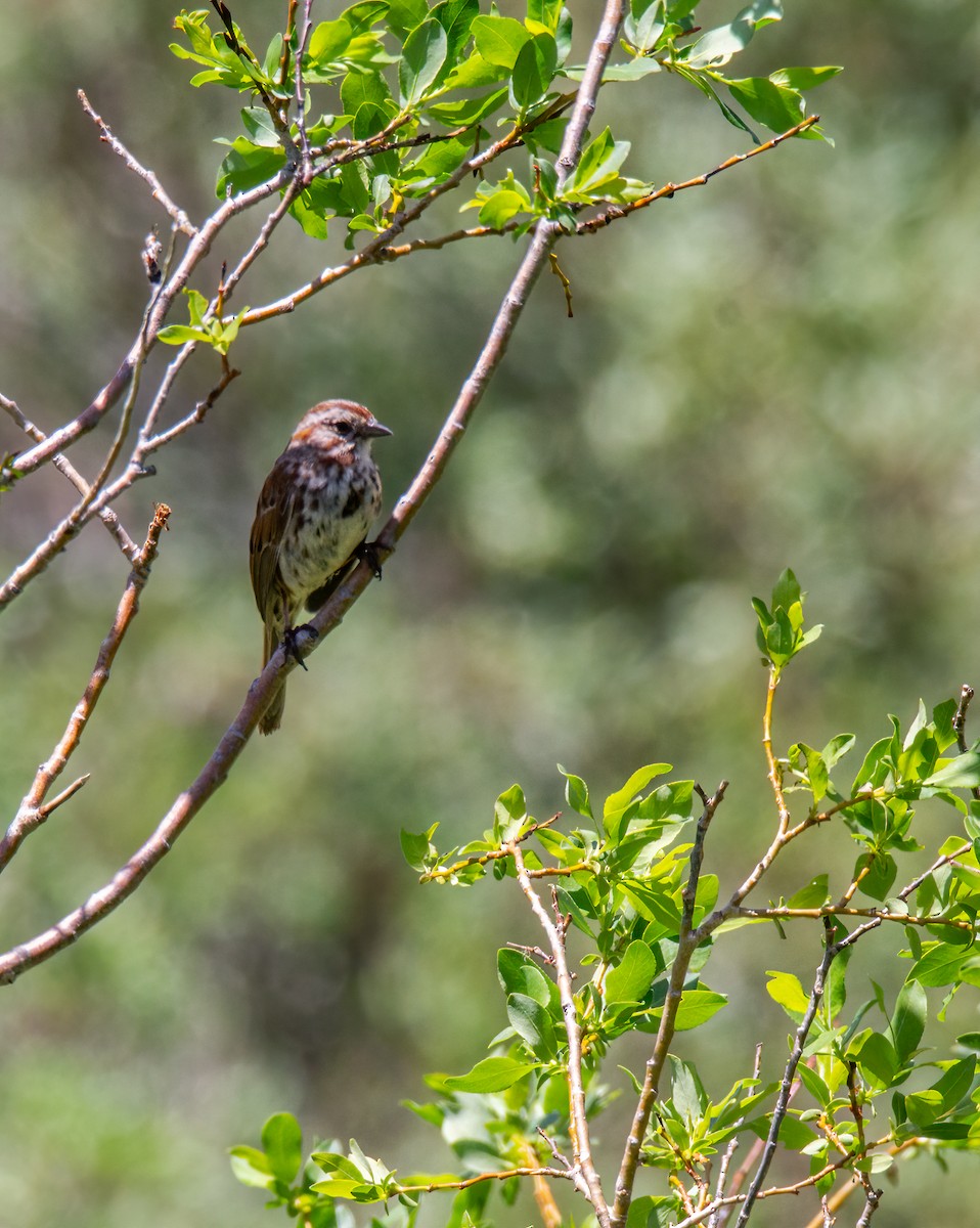 Song Sparrow - ML620776540