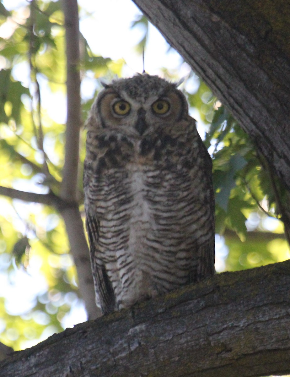 Great Horned Owl - ML620776542