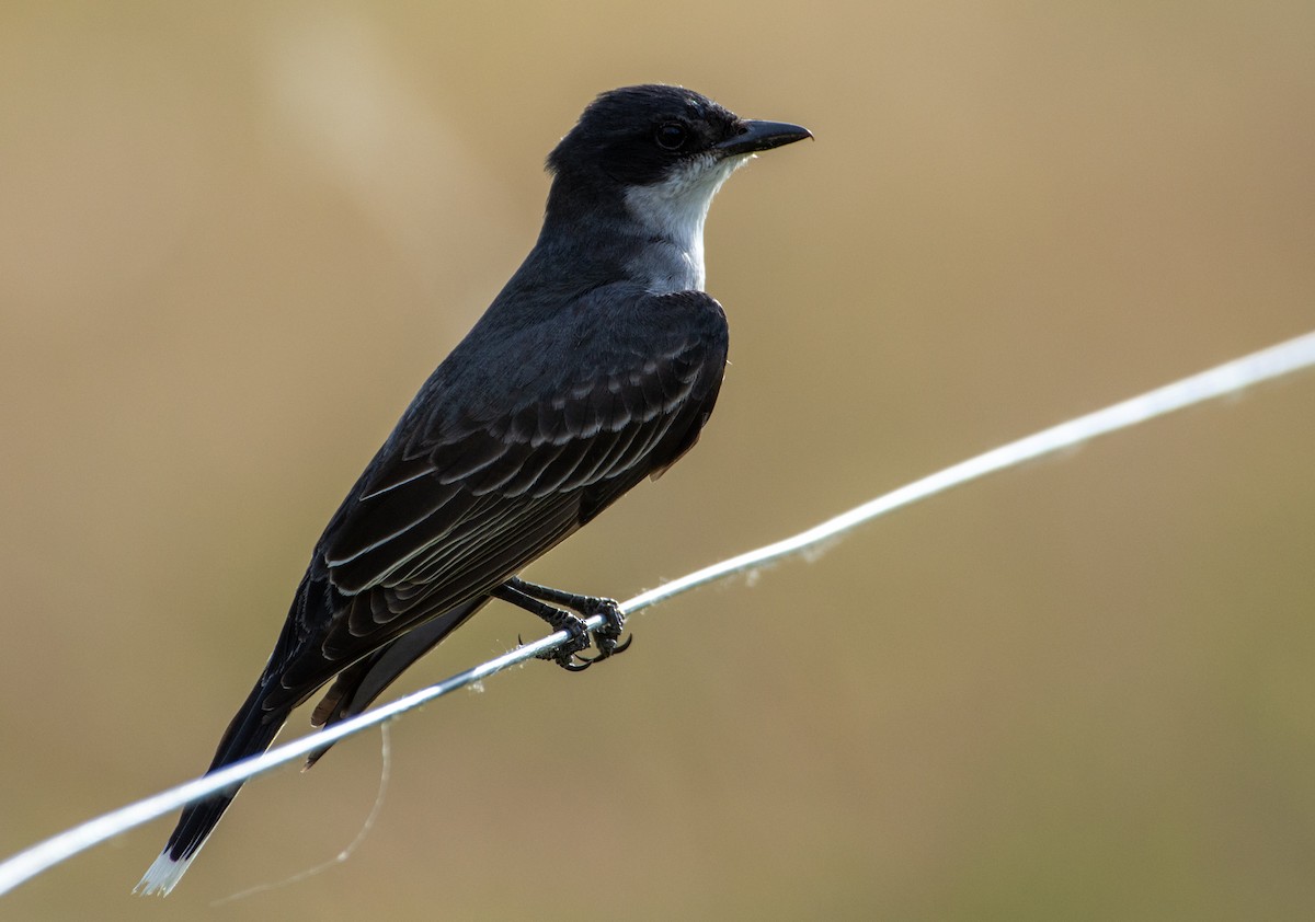 Eastern Kingbird - ML620776543