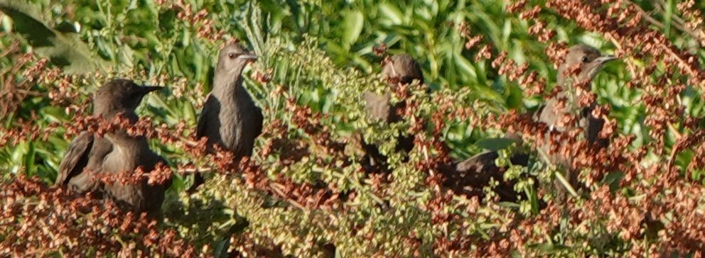 Red-winged Blackbird - ML620776544