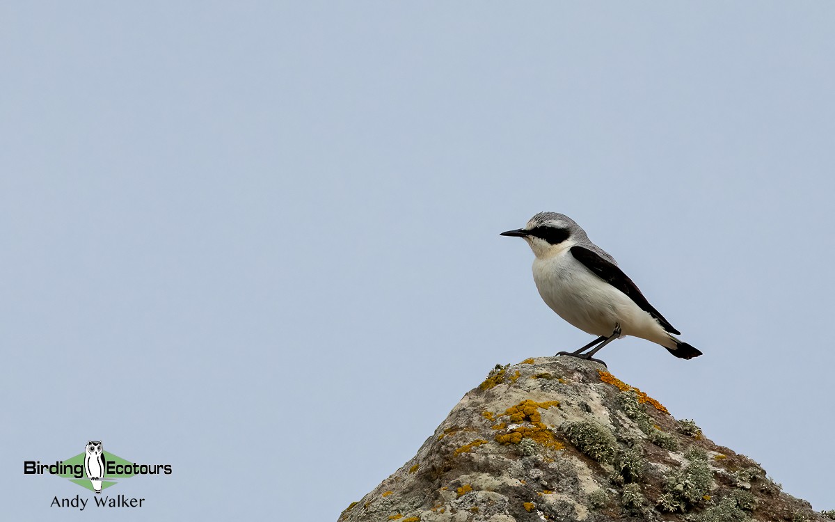 Northern Wheatear (Eurasian) - ML620776546