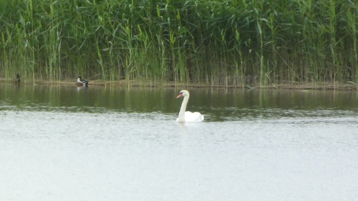 Cygne tuberculé - ML620776547