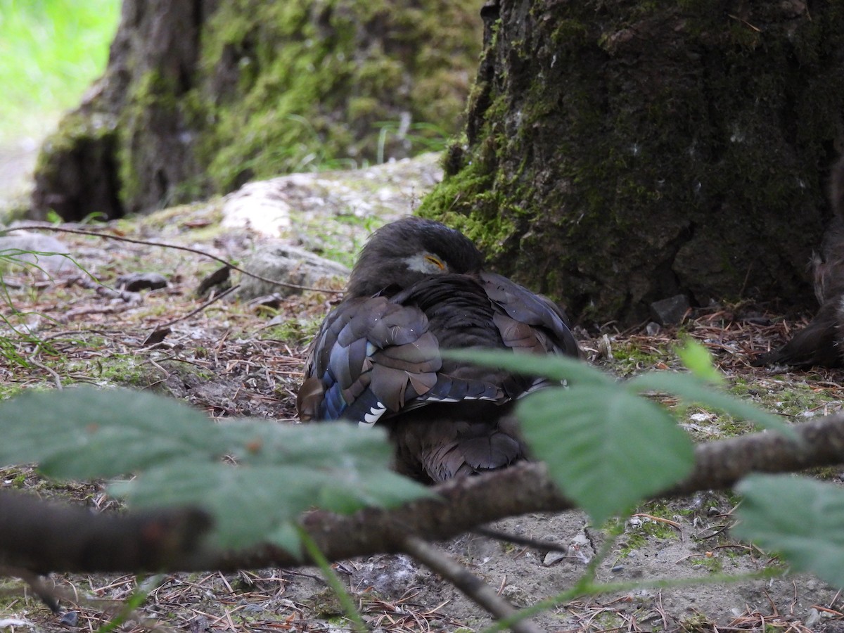 Wood Duck - ML620776549