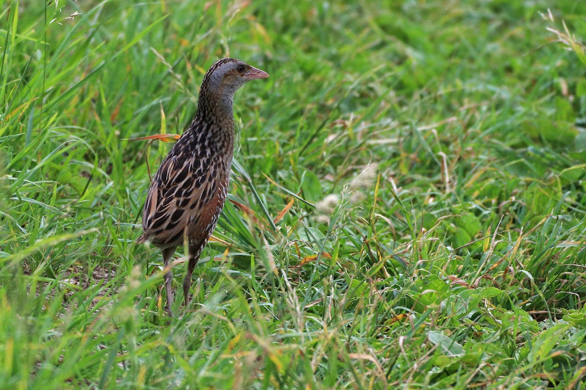 Corn Crake - ML620776550