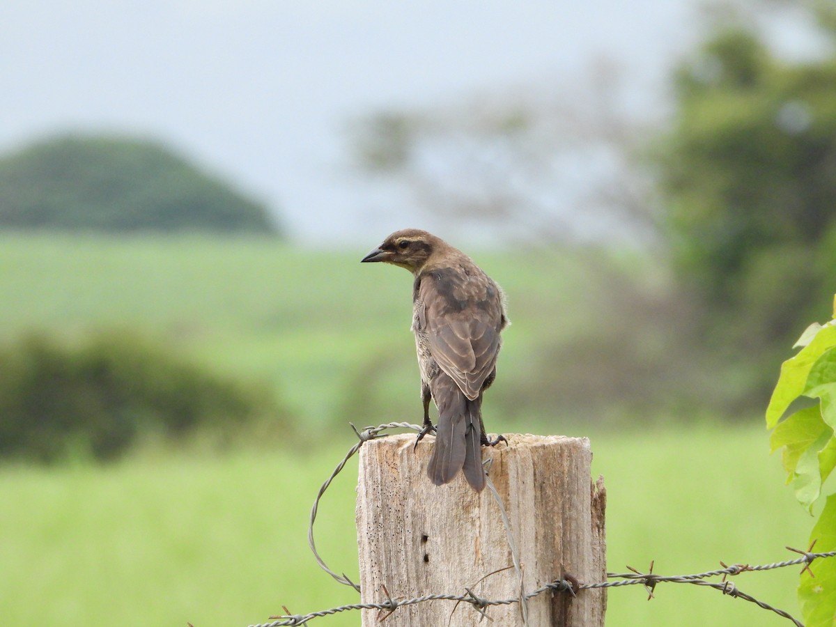 Shiny Cowbird - ML620776553