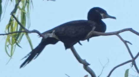 Neotropic Cormorant - ML620776554