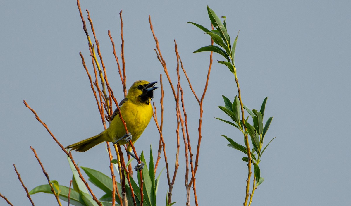 Orchard Oriole - ML620776556