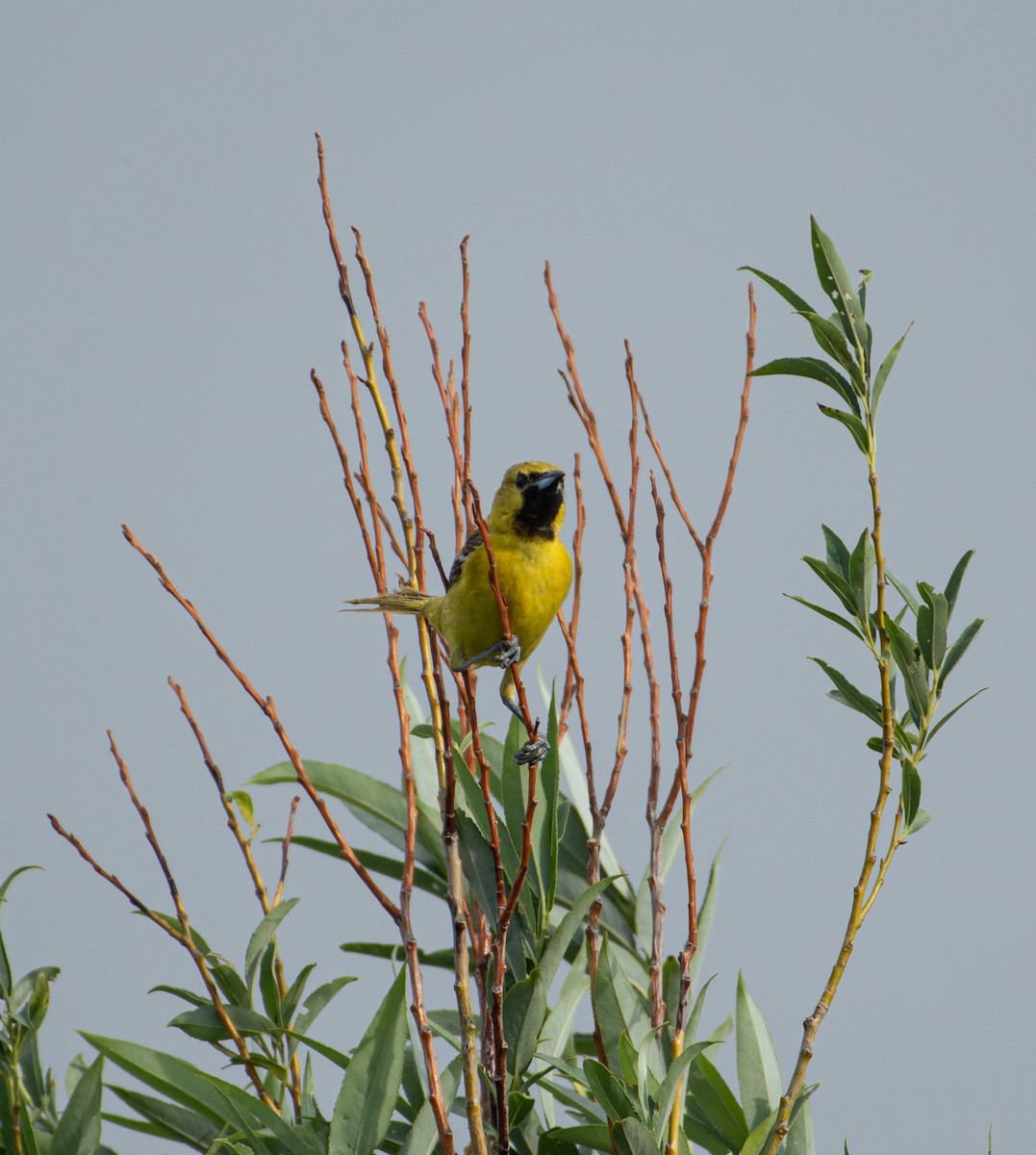 Orchard Oriole - ML620776557