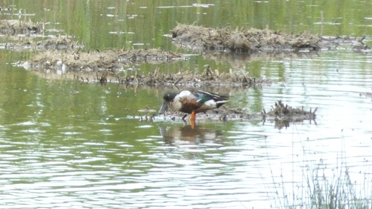 Northern Shoveler - ML620776558