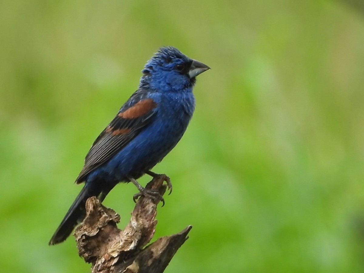 Blue Grosbeak - ML620776559