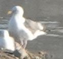 Western Gull - ML620776560