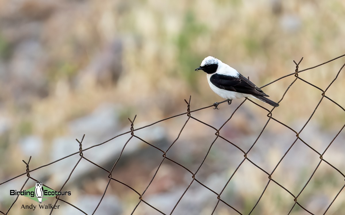 Eastern Black-eared Wheatear - Andy Walker - Birding Ecotours