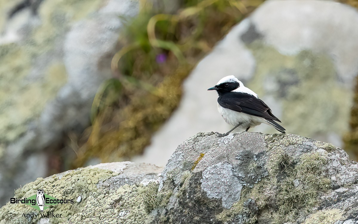 Eastern Black-eared Wheatear - ML620776563