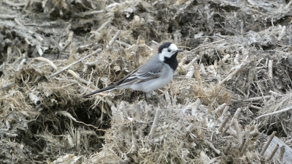 White Wagtail - ML620776565