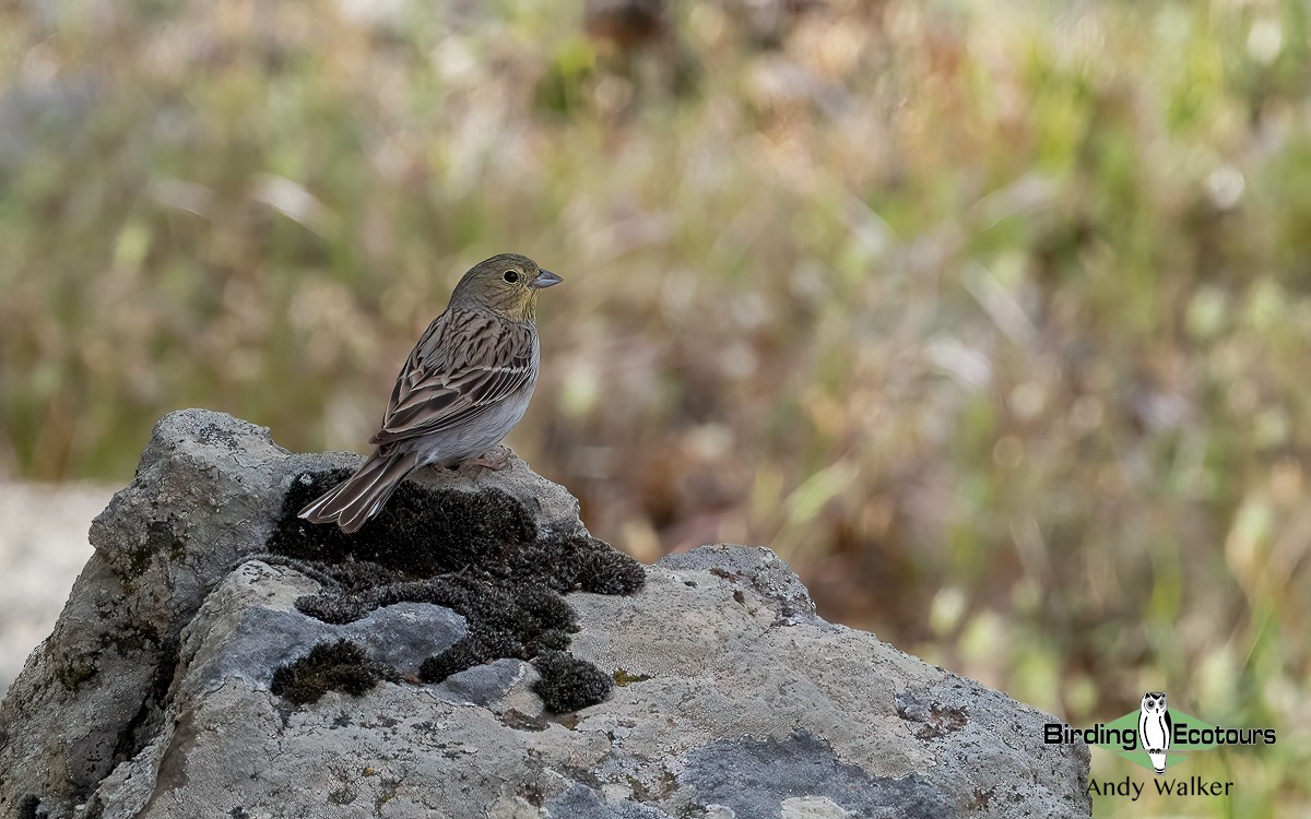 Cinereous Bunting (Gray-bellied) - ML620776567