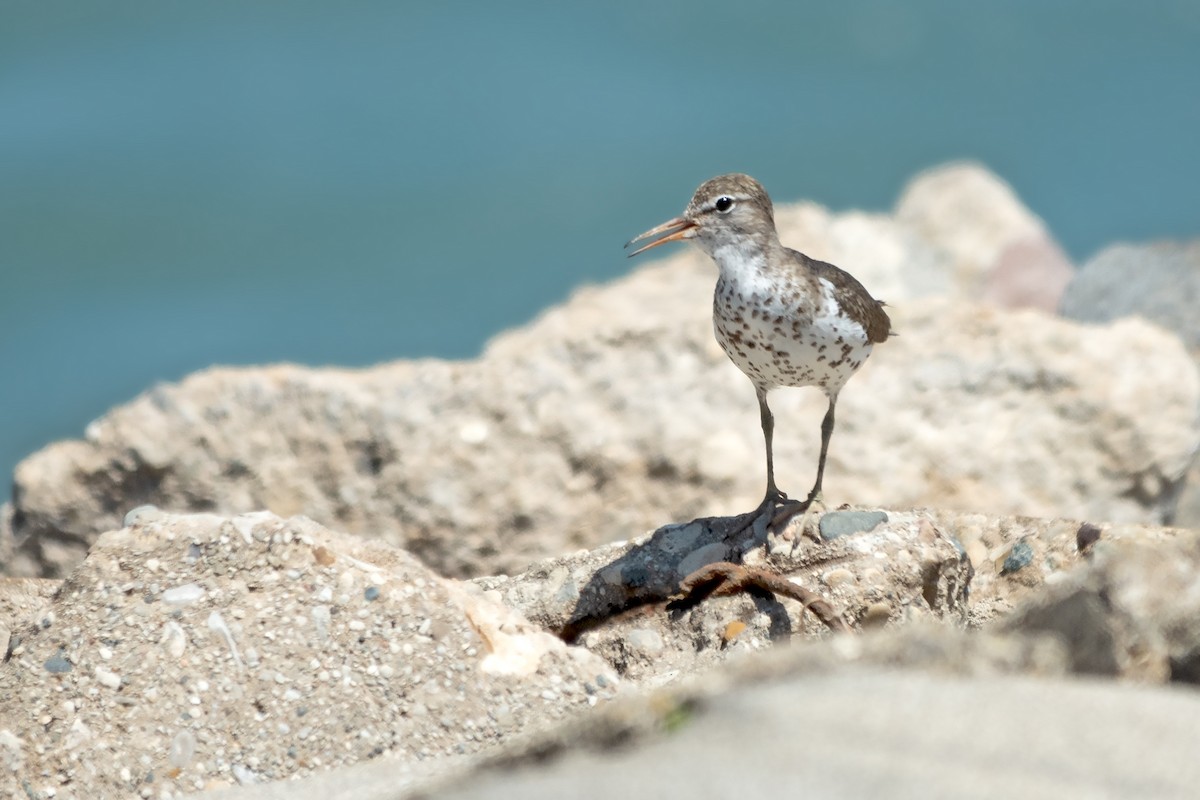 Spotted Sandpiper - ML620776568