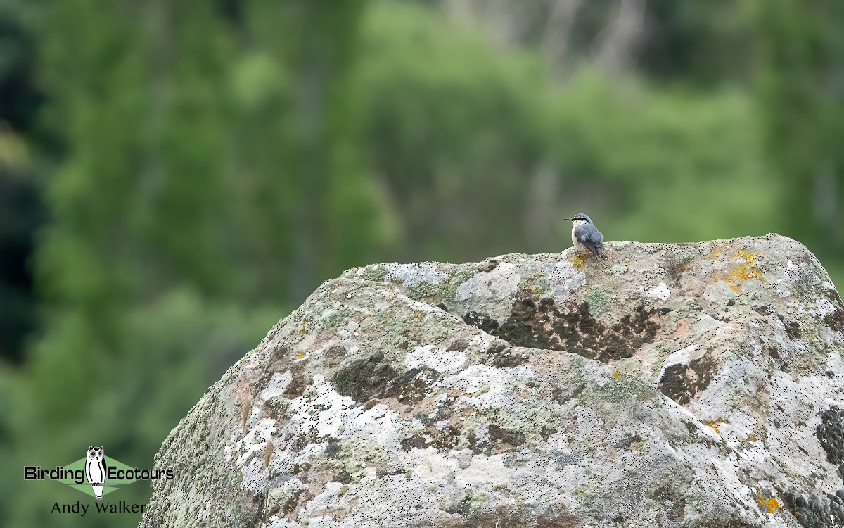 Western Rock Nuthatch - ML620776569