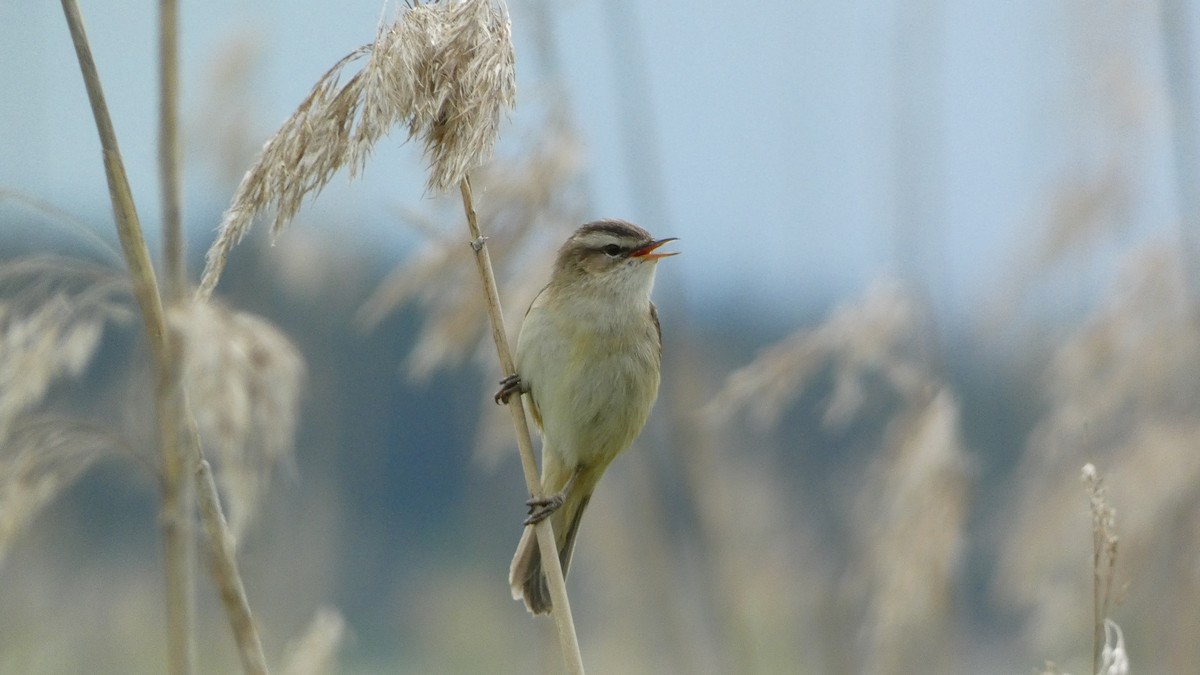 Sedge Warbler - Malini Kaushik