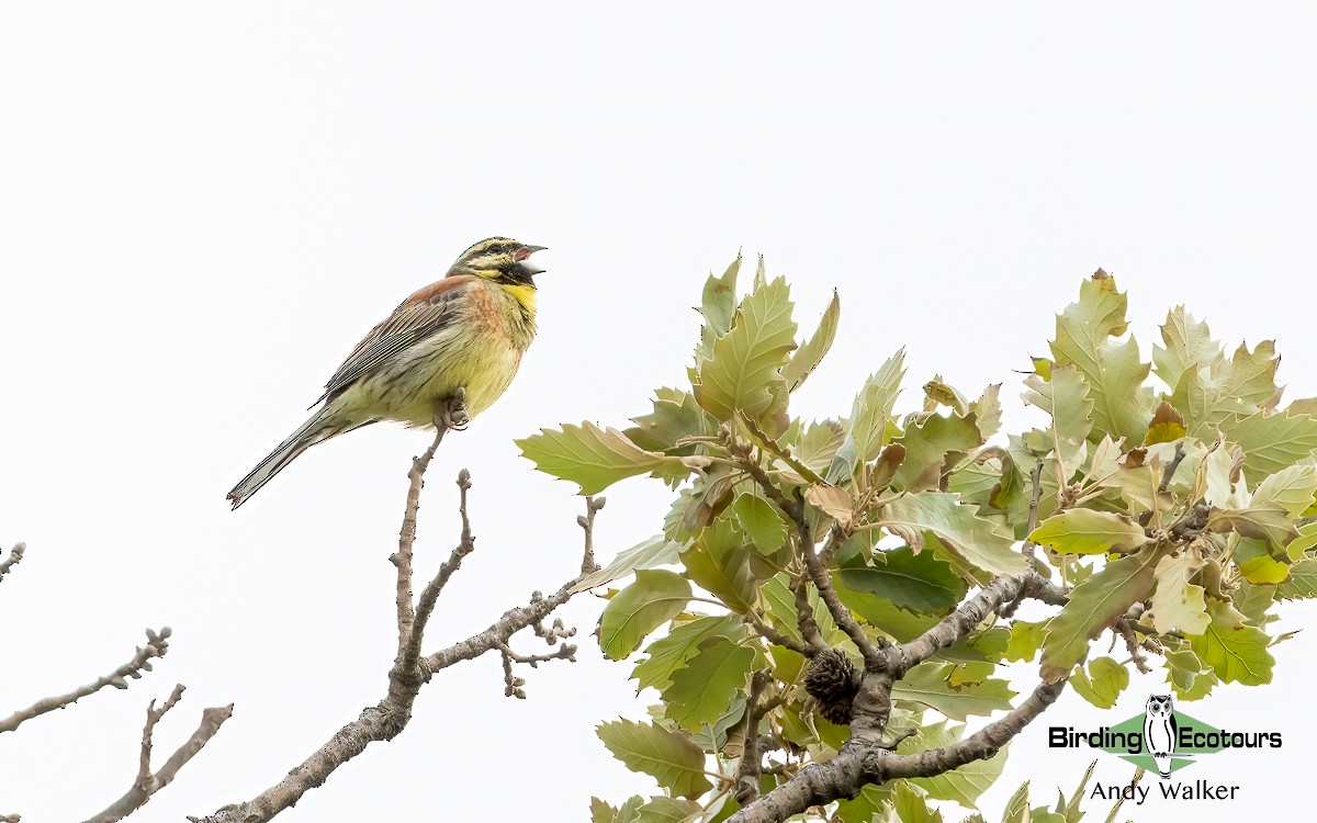 Cirl Bunting - ML620776573