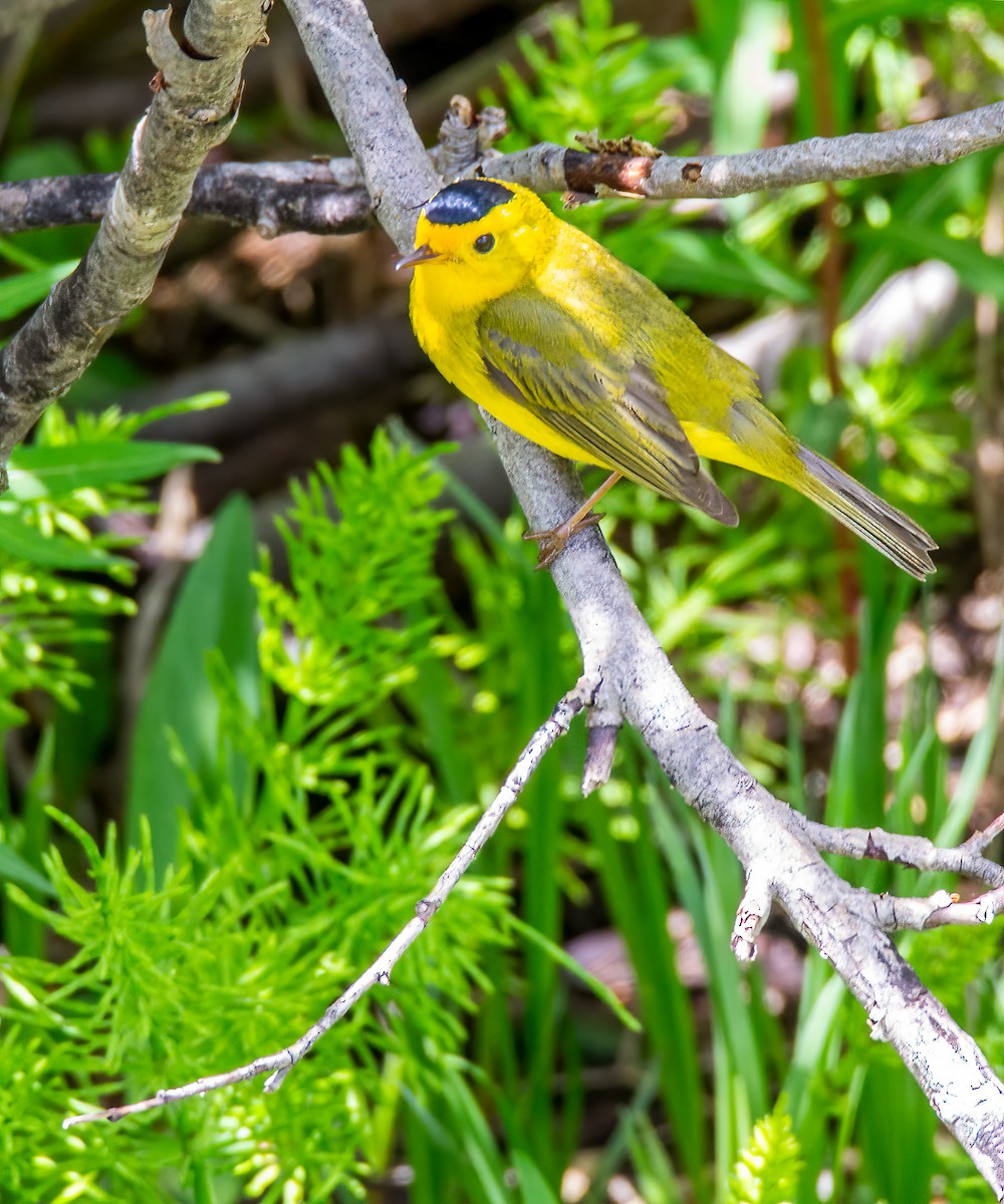 Wilson's Warbler - ML620776576