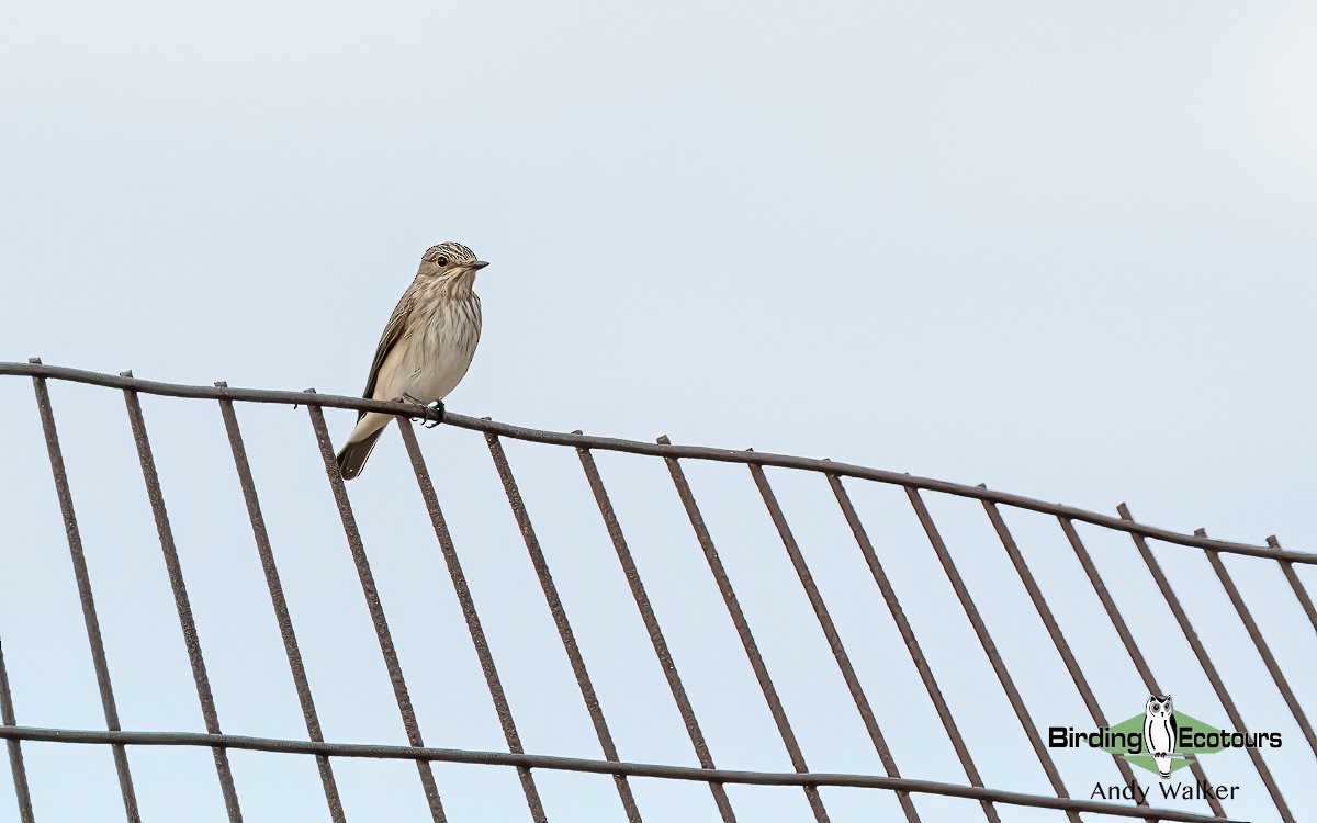 gråfluesnapper (striata gr.) - ML620776577