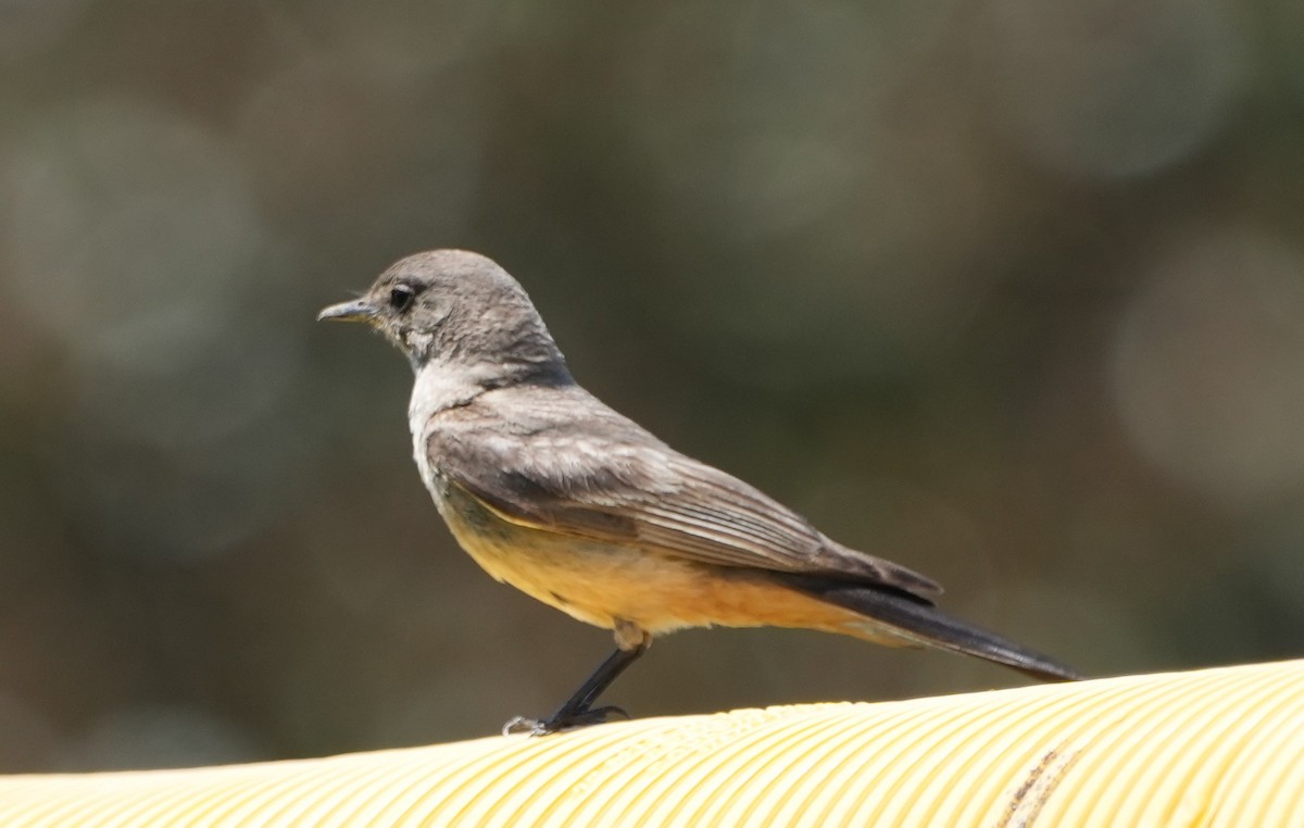 Say's Phoebe - ML620776578