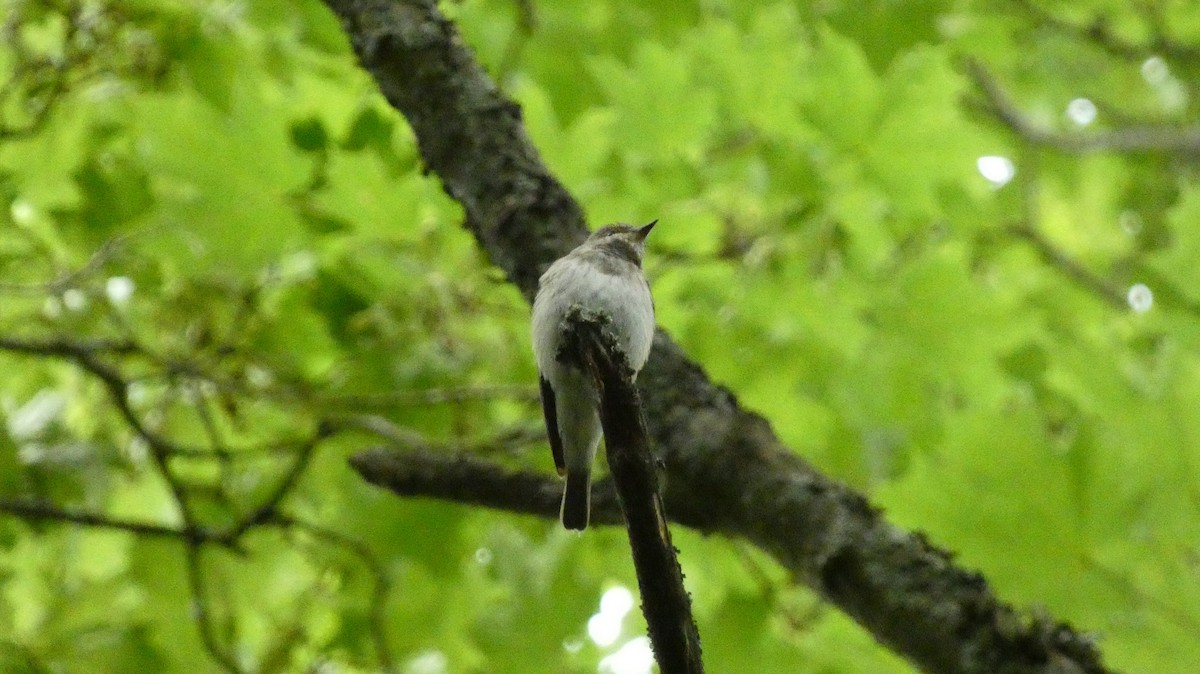 Spotted Flycatcher - Malini Kaushik