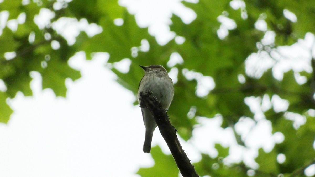 Spotted Flycatcher - ML620776581