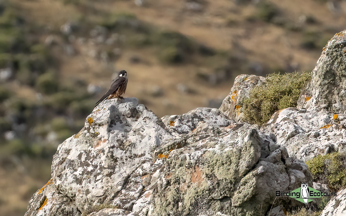 Eleonora's Falcon - Andy Walker - Birding Ecotours