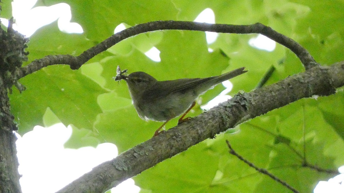 Willow Warbler - ML620776587