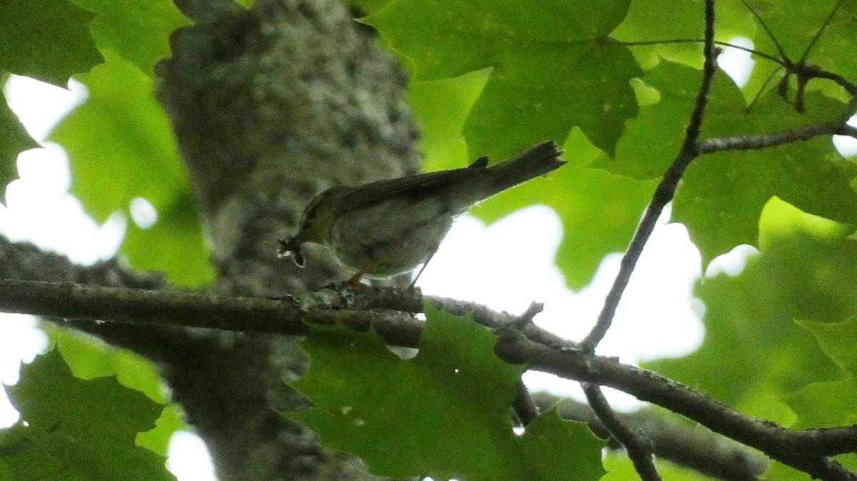 Mosquitero Musical - ML620776588