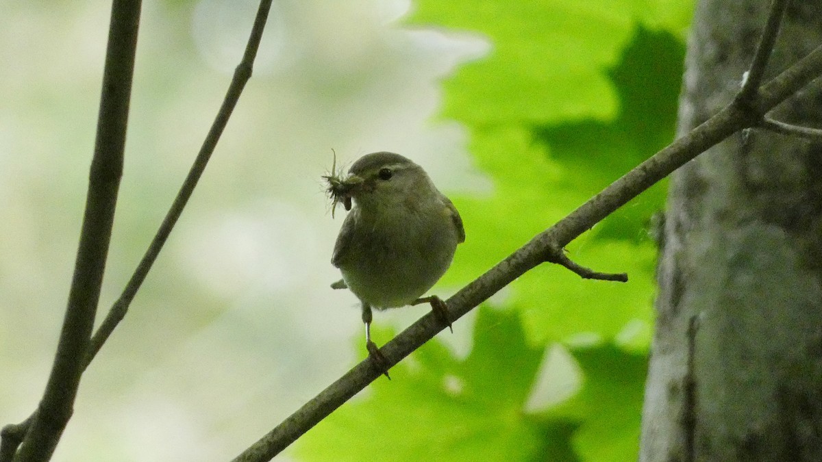 Willow Warbler - ML620776589