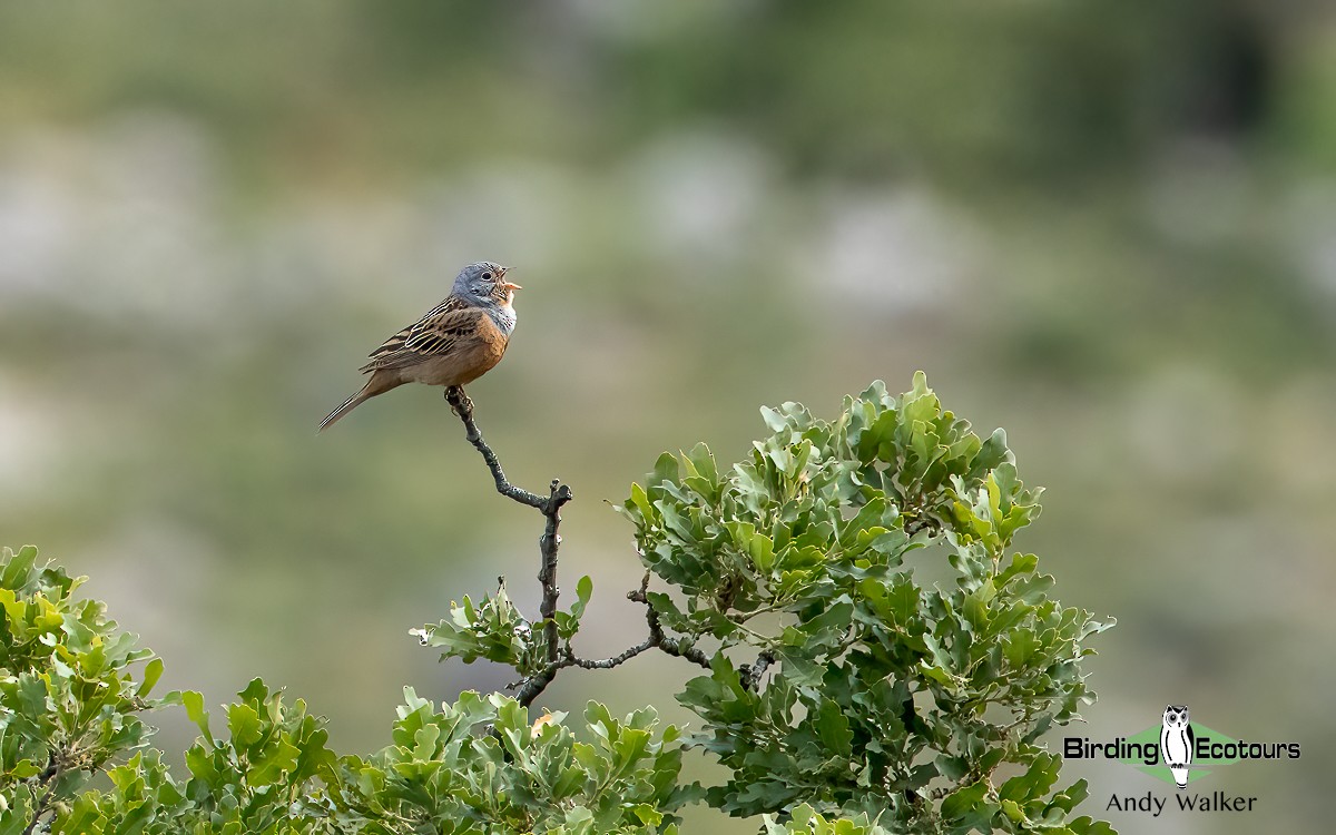 Cretzschmar's Bunting - ML620776590