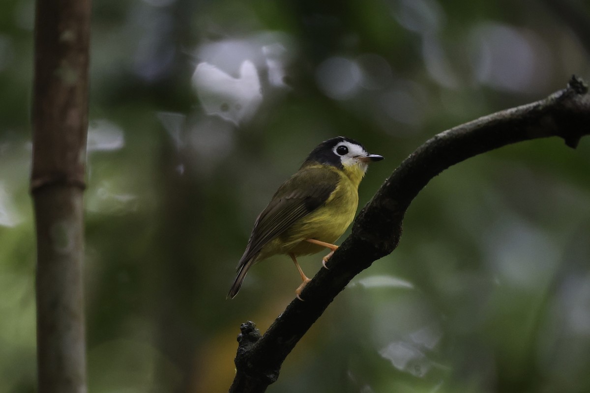 White-faced Robin - ML620776591