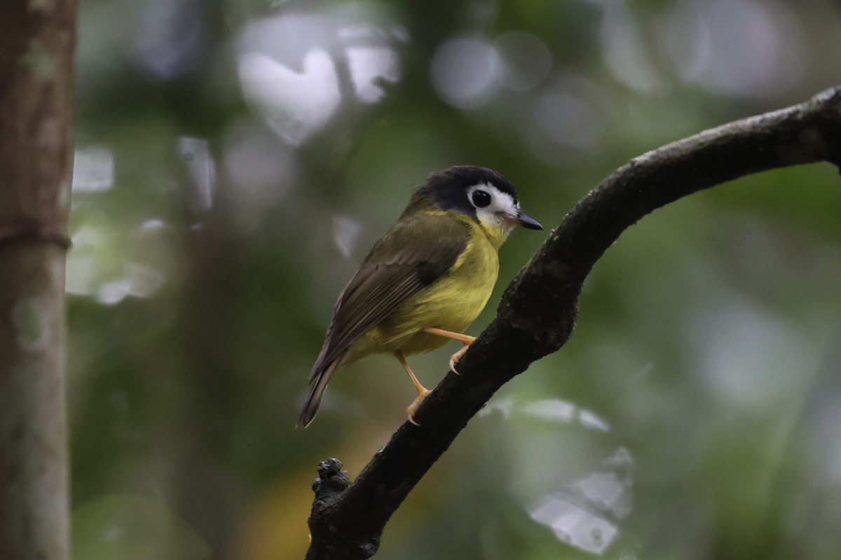 White-faced Robin - ML620776592