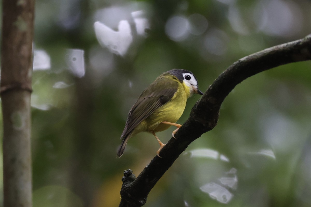 White-faced Robin - Andrew William