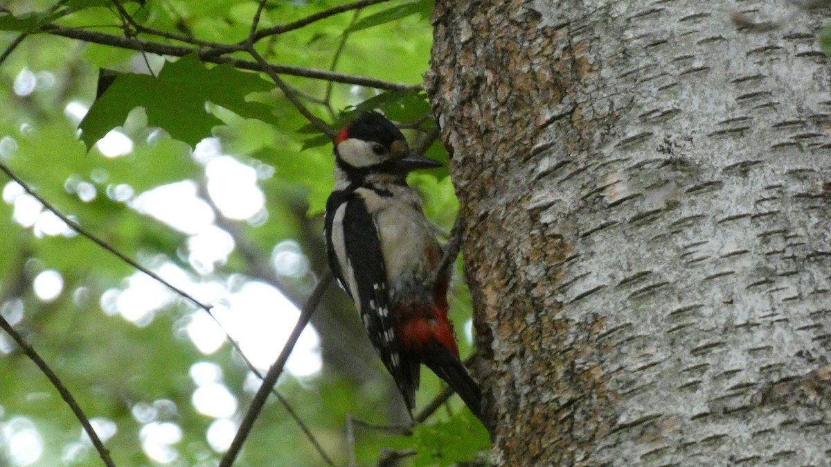 Great Spotted Woodpecker - Malini Kaushik