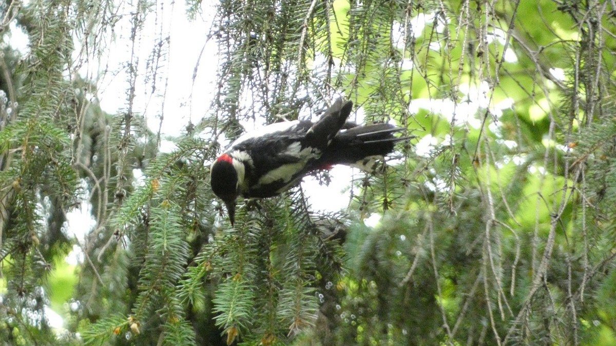 Great Spotted Woodpecker - ML620776596