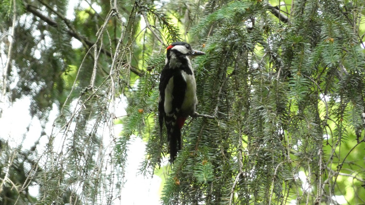 Great Spotted Woodpecker - Malini Kaushik