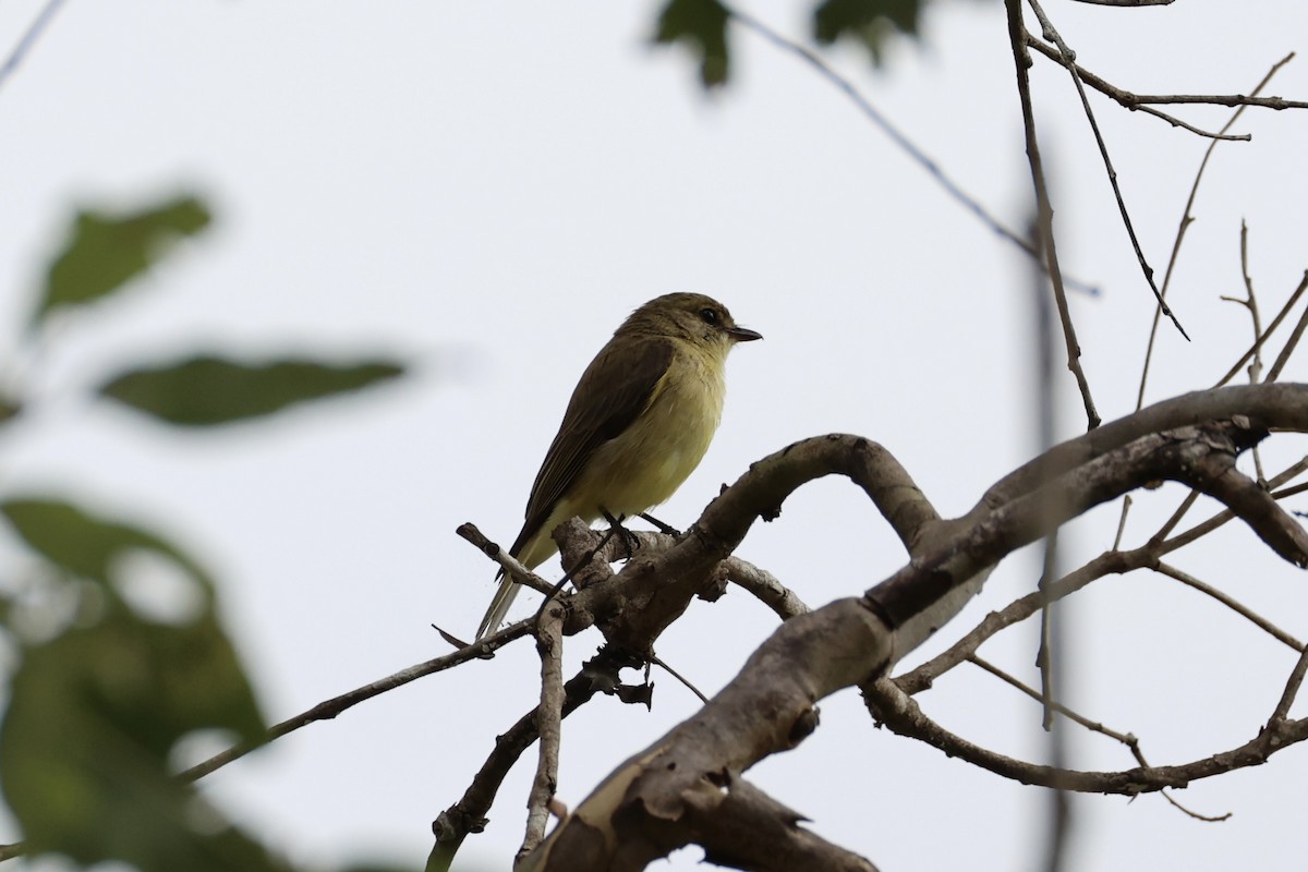 Lemon-bellied Flyrobin - ML620776599