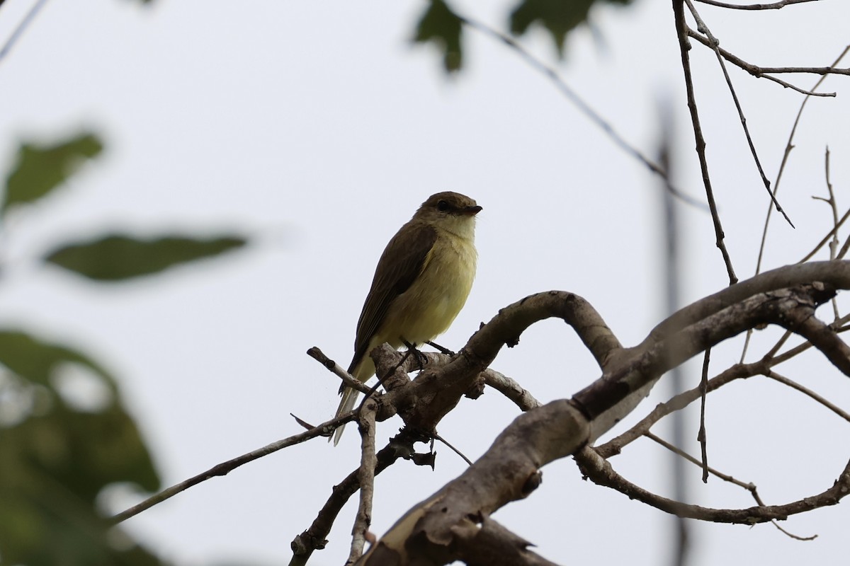 Lemon-bellied Flyrobin - ML620776600