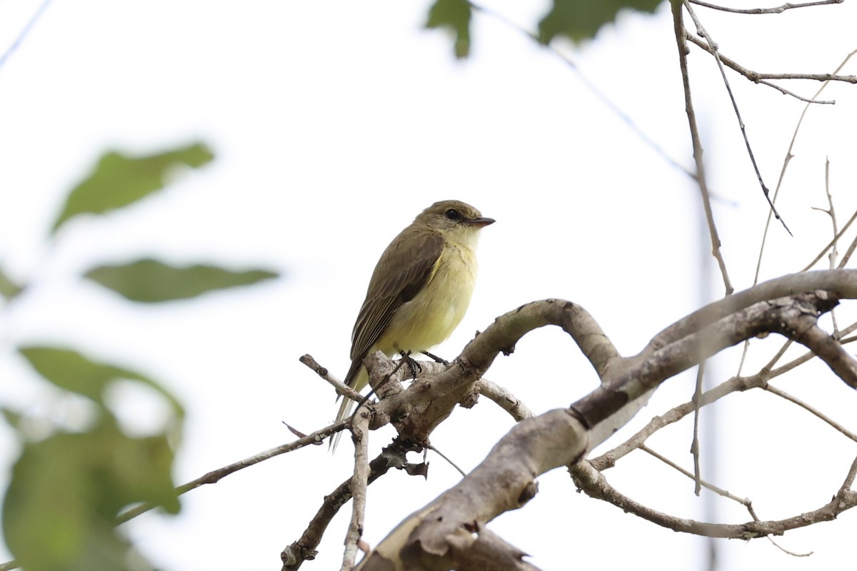 Lemon-bellied Flyrobin - ML620776601