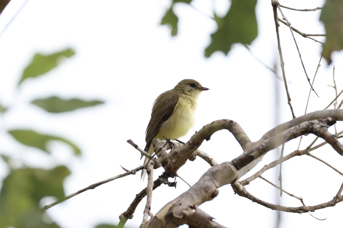 Lemon-bellied Flyrobin - ML620776603