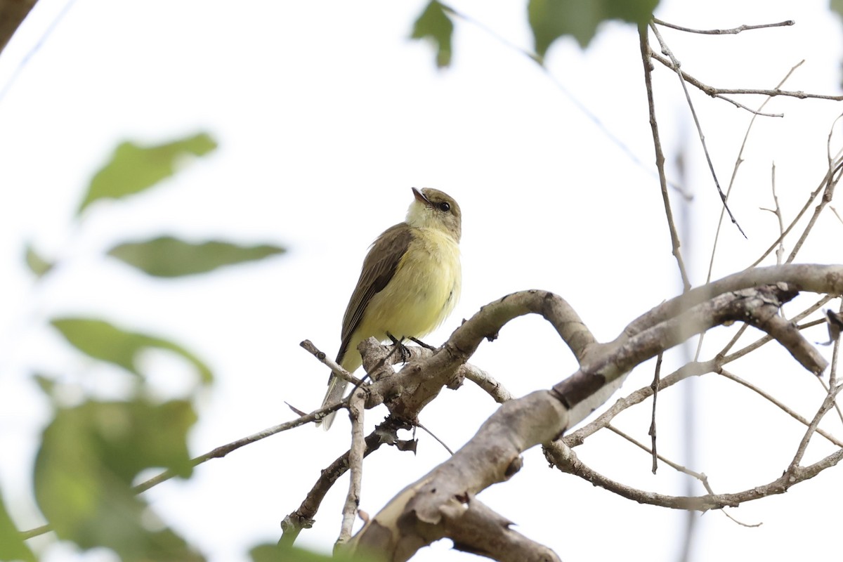 Lemon-bellied Flyrobin - Andrew William